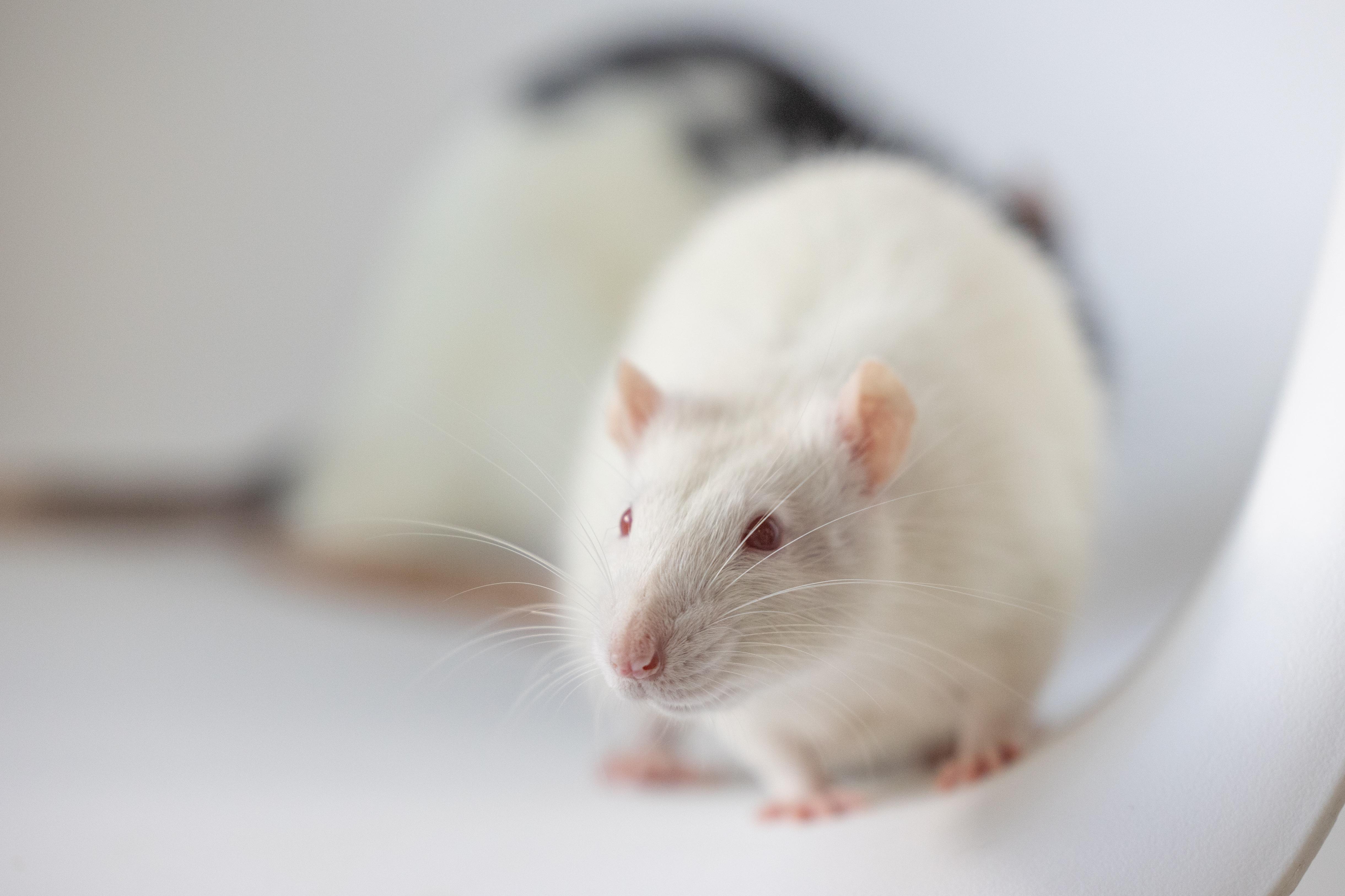 Peter Cottontail, adoptable, Adult Male Rat.