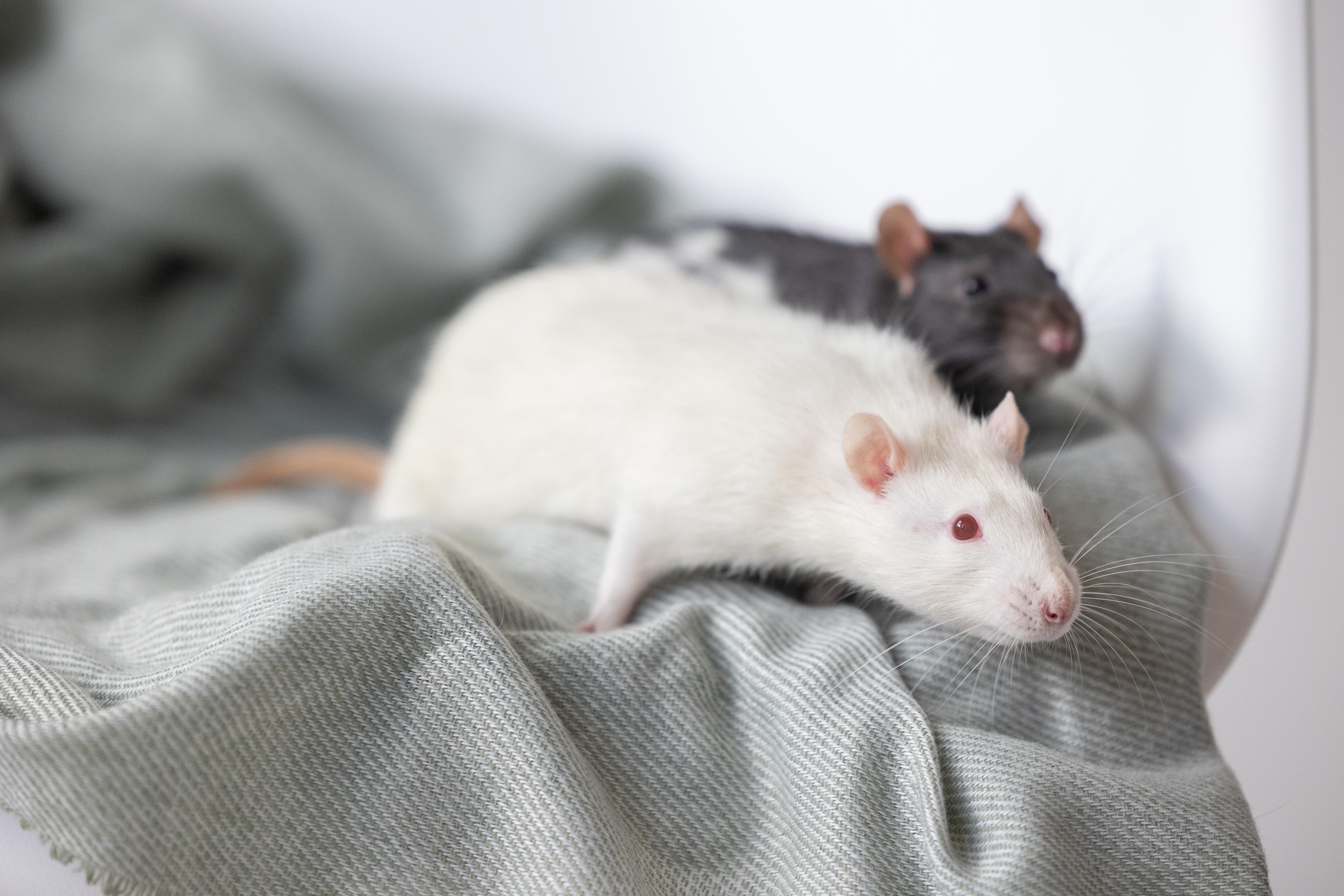 Enlarge Peter Cottontail, a Adoptable Rat in Saint Paul, MN image 5/5