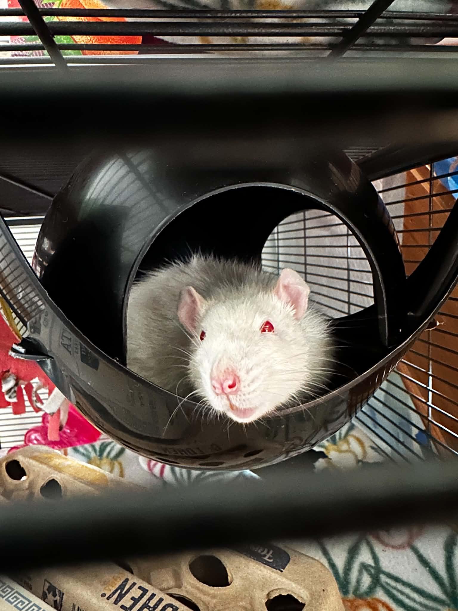 Enlarge Peter Cottontail, a Adoptable Rat in Saint Paul, MN image 6/6