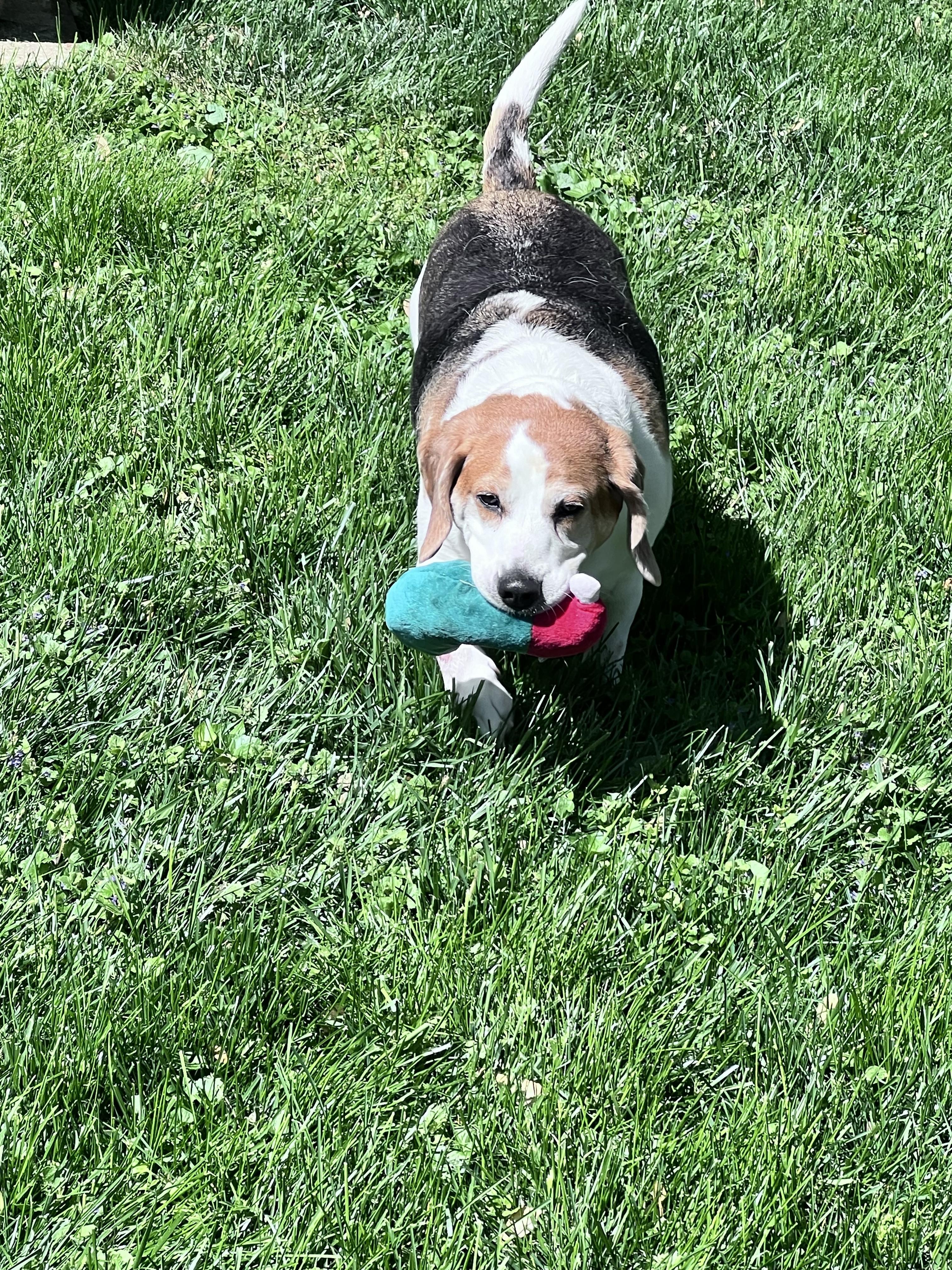 Bertha, a ADOPTABLE Beagle in Media, PA image 4/4