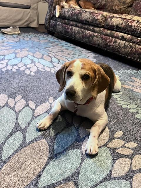 Bertha, a ADOPTABLE Beagle in Media, PA image 3/4