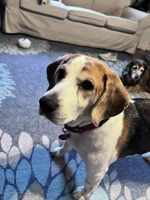 Bertha, ADOPTABLE, Adult Female Beagle.