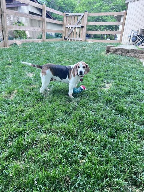 Bertha, a ADOPTABLE Beagle in Media, PA image 2/4