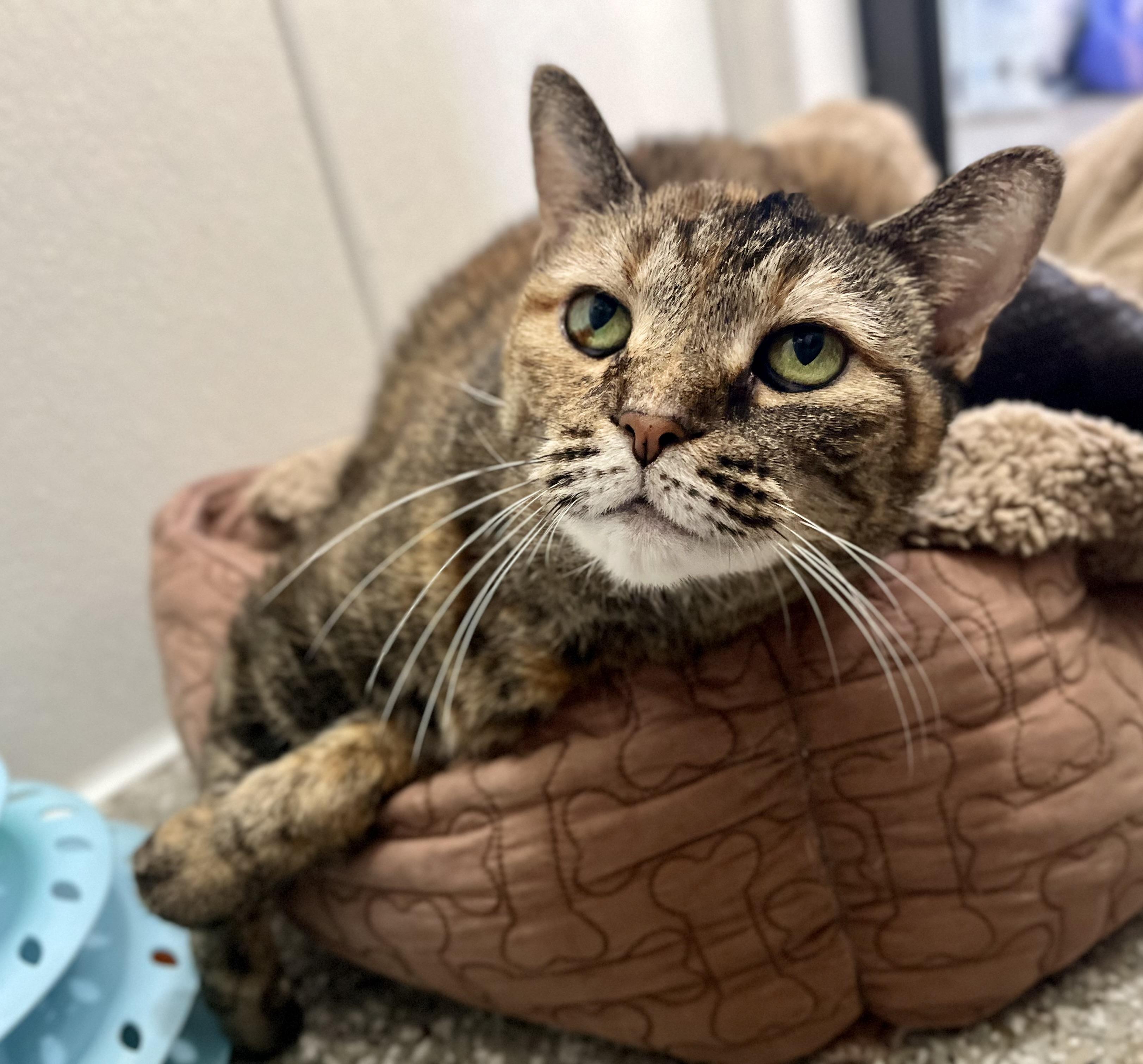 Coco Chanel, a Adoptable Domestic Short Hair in Seville, OH image 2/2