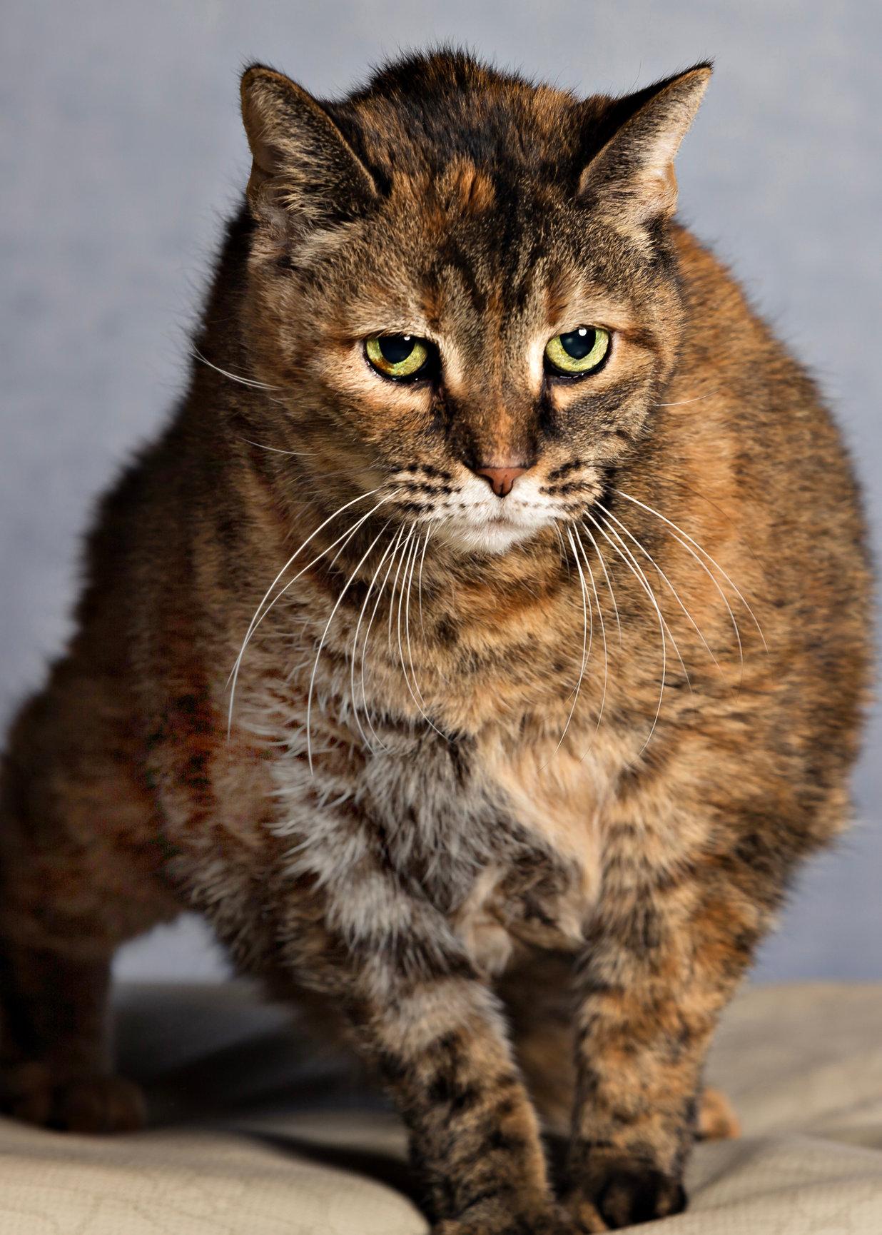 Enlarge Coco Chanel, an adoptable Domestic Short Hair in Seville, OH image 3/3