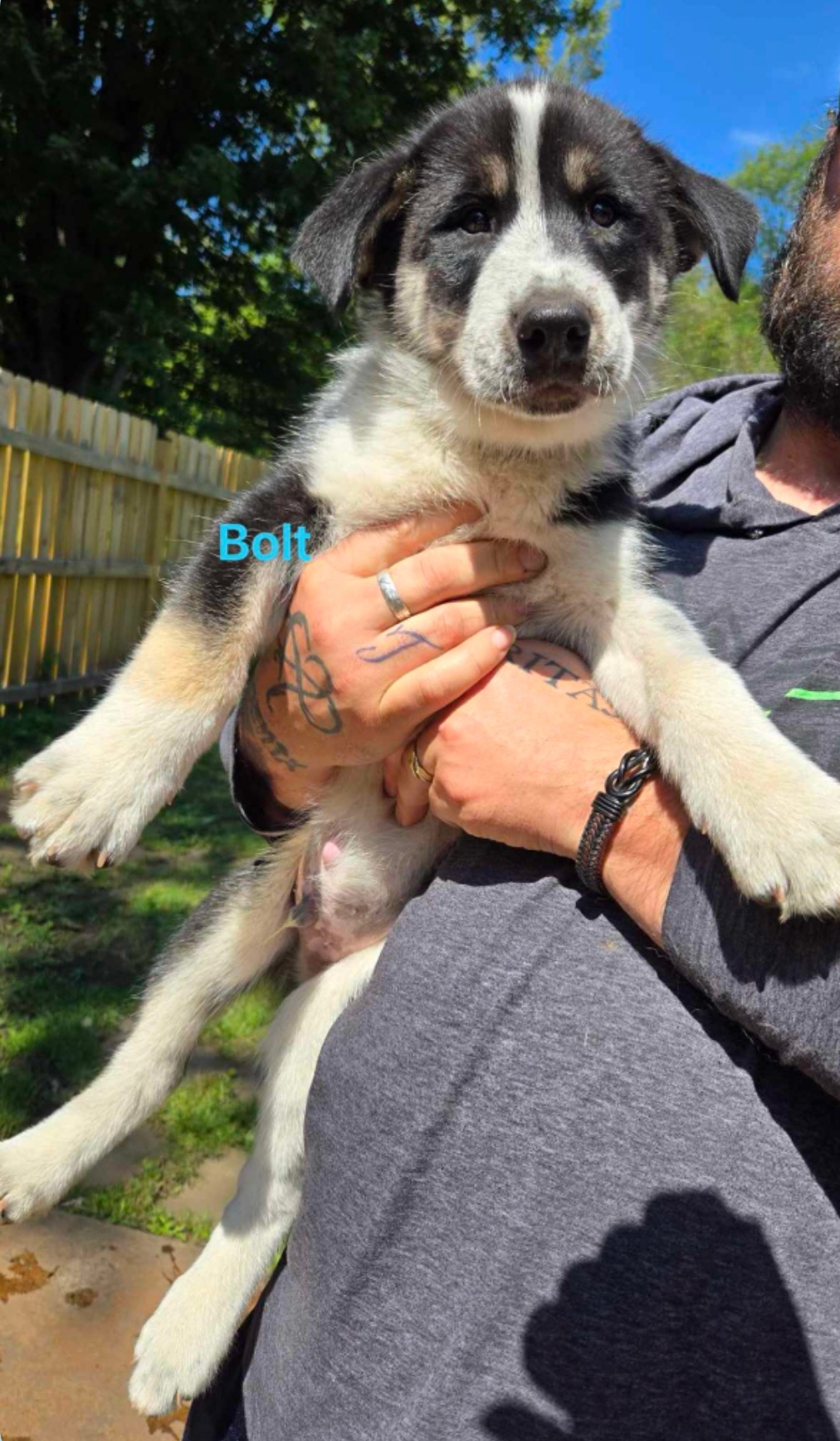 Dog for adoption Bolt, a Siberian Husky in Batavia, NY Petfinder