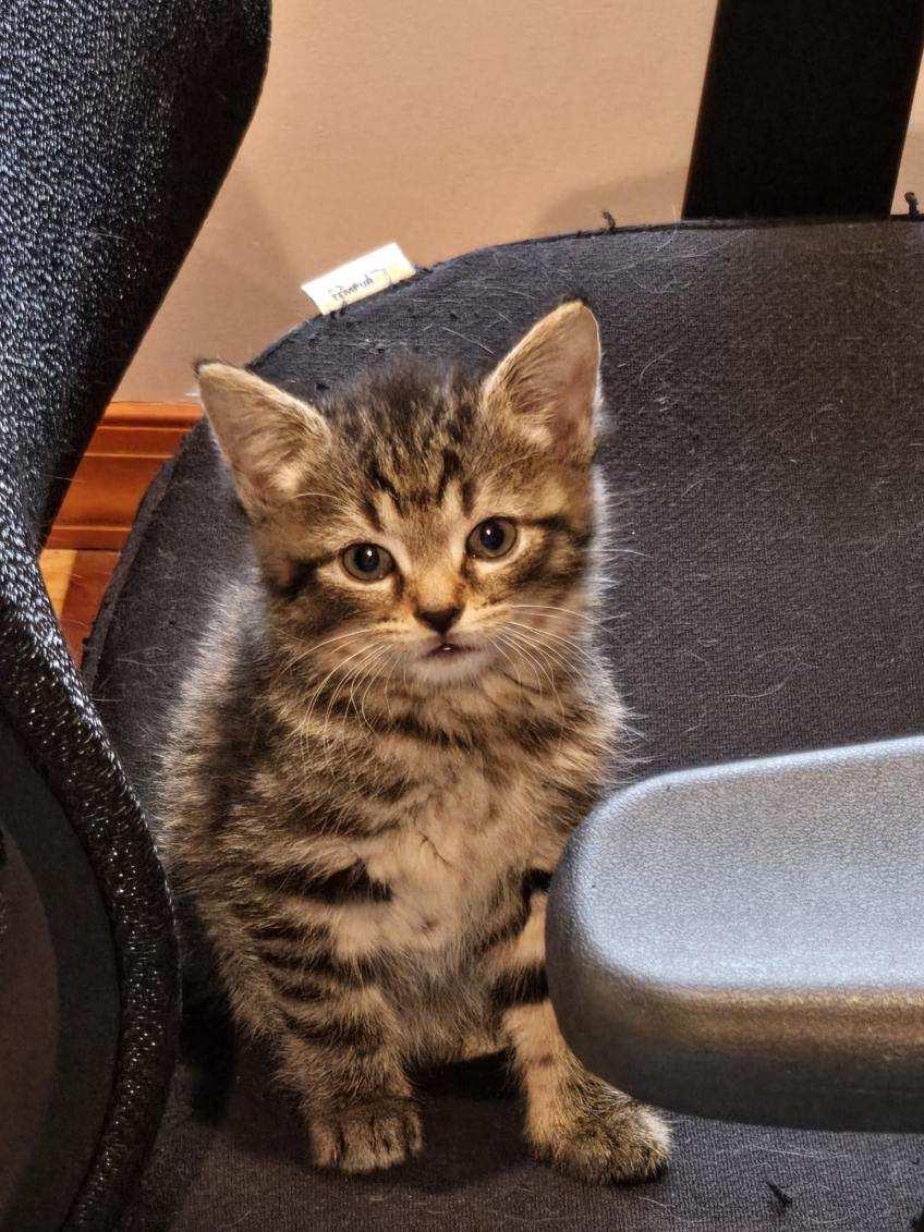 Sprout, Adoptable, Young Male Domestic Short Hair.