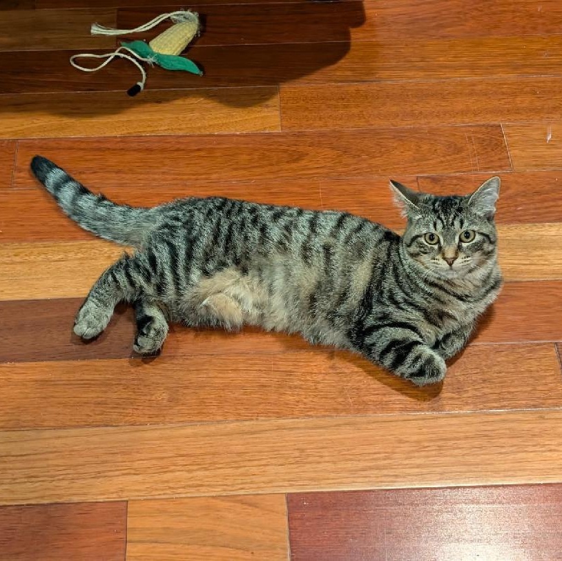 Sprout, Adoptable, Young Male Domestic Short Hair.