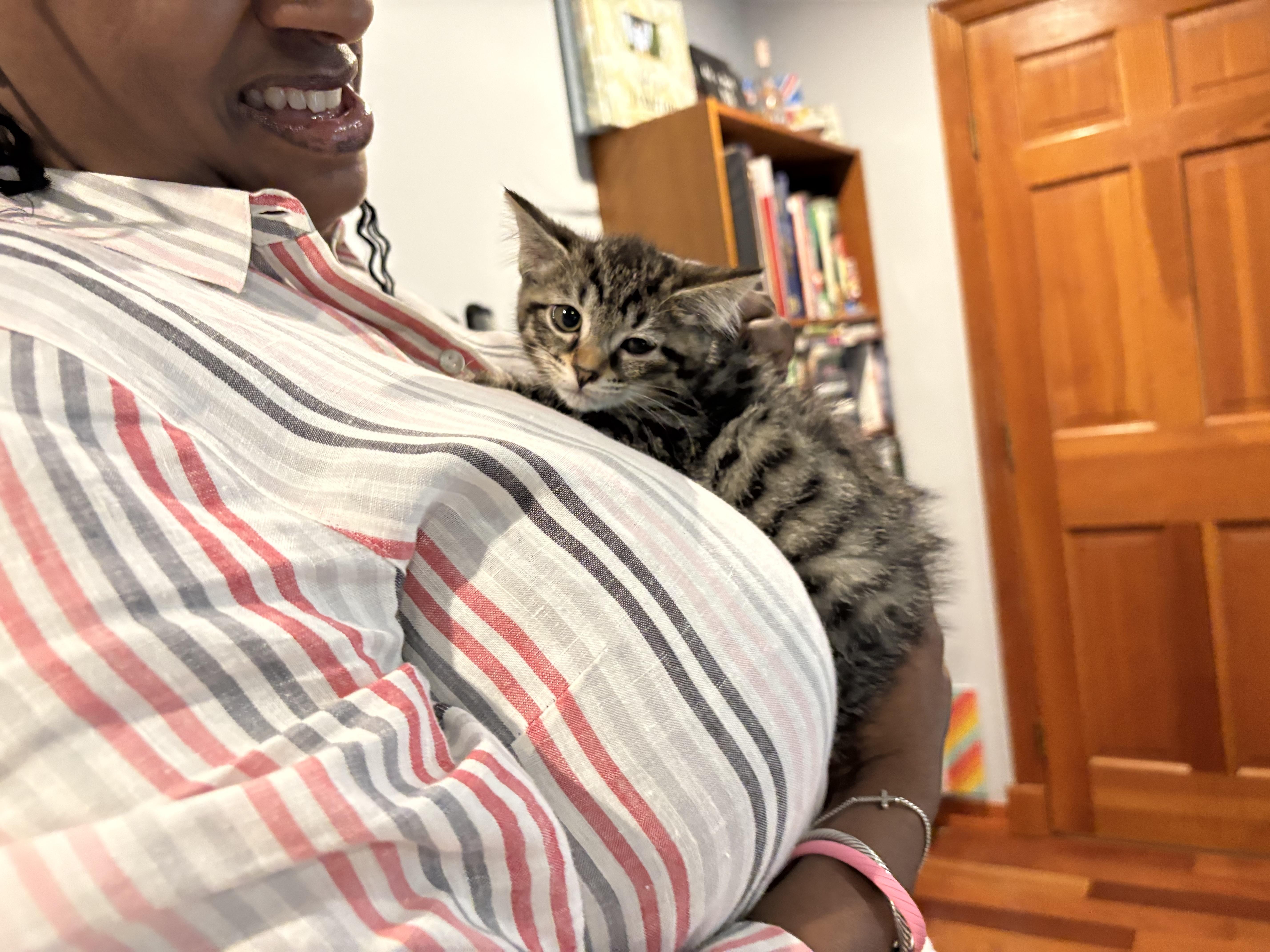 Enlarge Sprout, a Adoptable Domestic Short Hair in Moorestown, NJ image 5/5