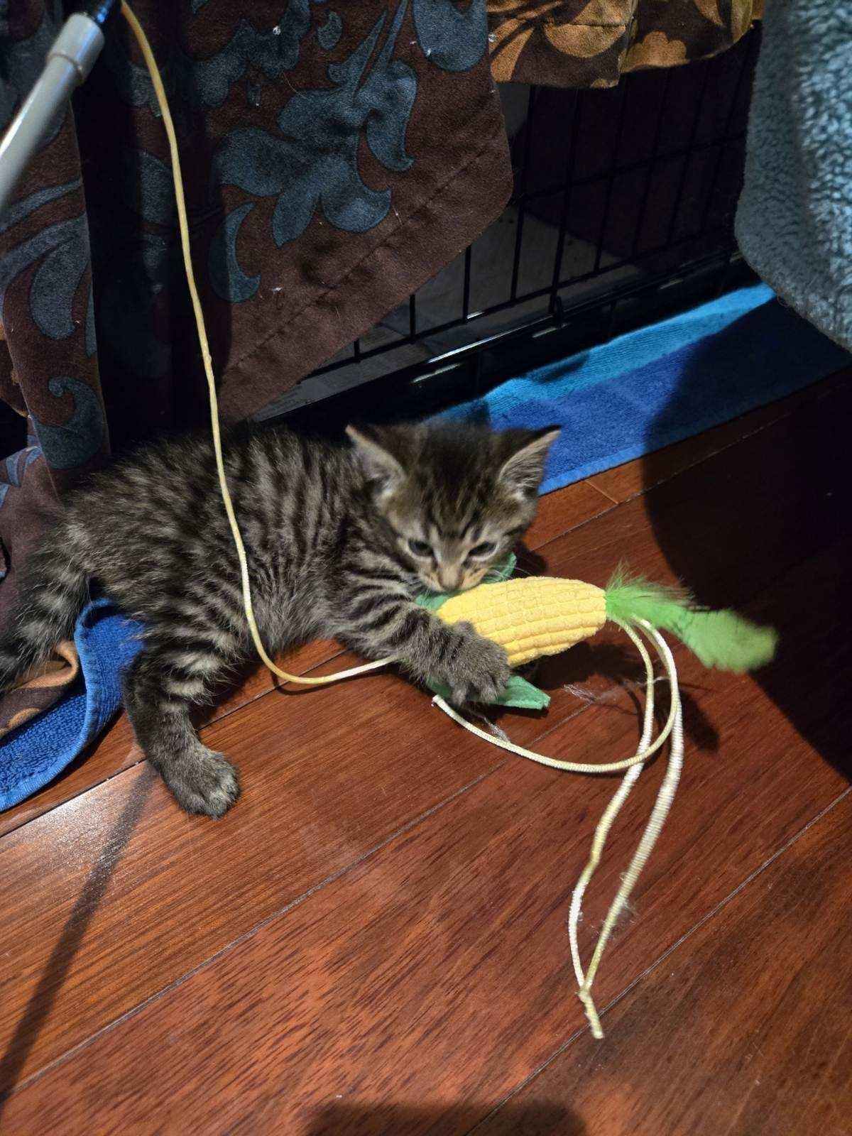 Enlarge Sprout, a Adoptable Domestic Short Hair in Moorestown, NJ image 4/5