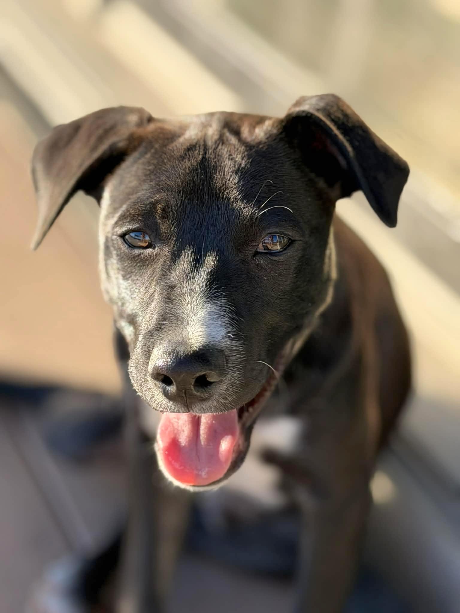 Enlarge Bruno, an adoptable mixed breed in Niagara Falls, NY image 3/6