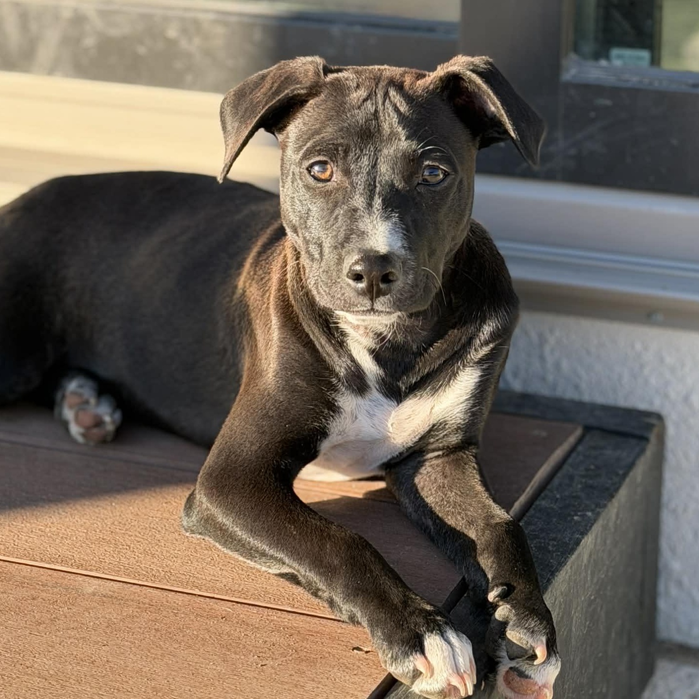 Bruno, adoptable, Puppy Male Bulldog & Boxer.