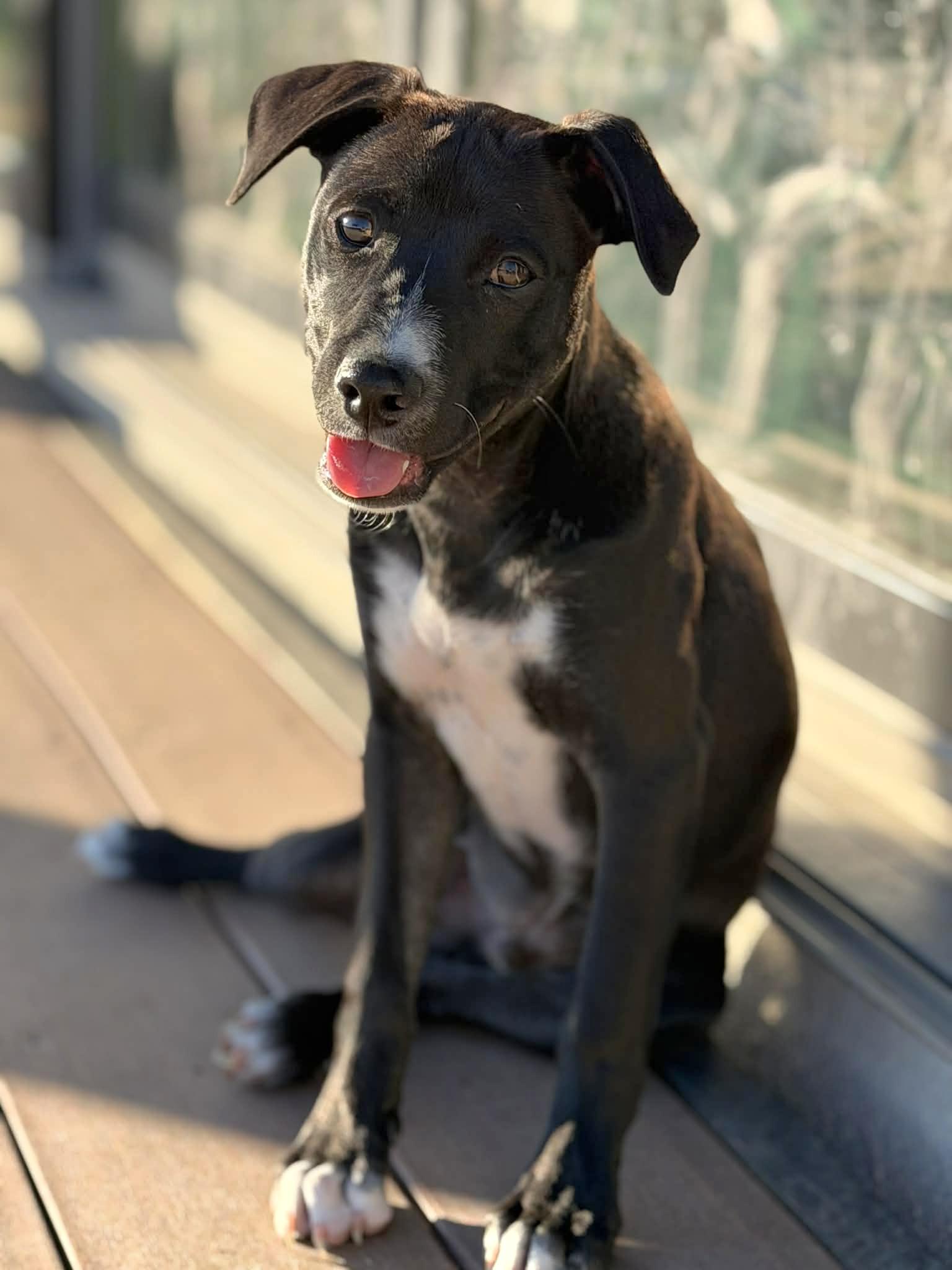 Enlarge Bruno, an adoptable mixed breed in Niagara Falls, NY image 5/6