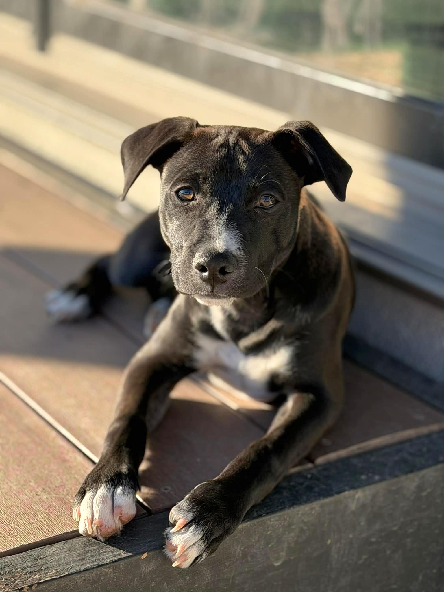 Enlarge Bruno, an adoptable mixed breed in Niagara Falls, NY image 4/6