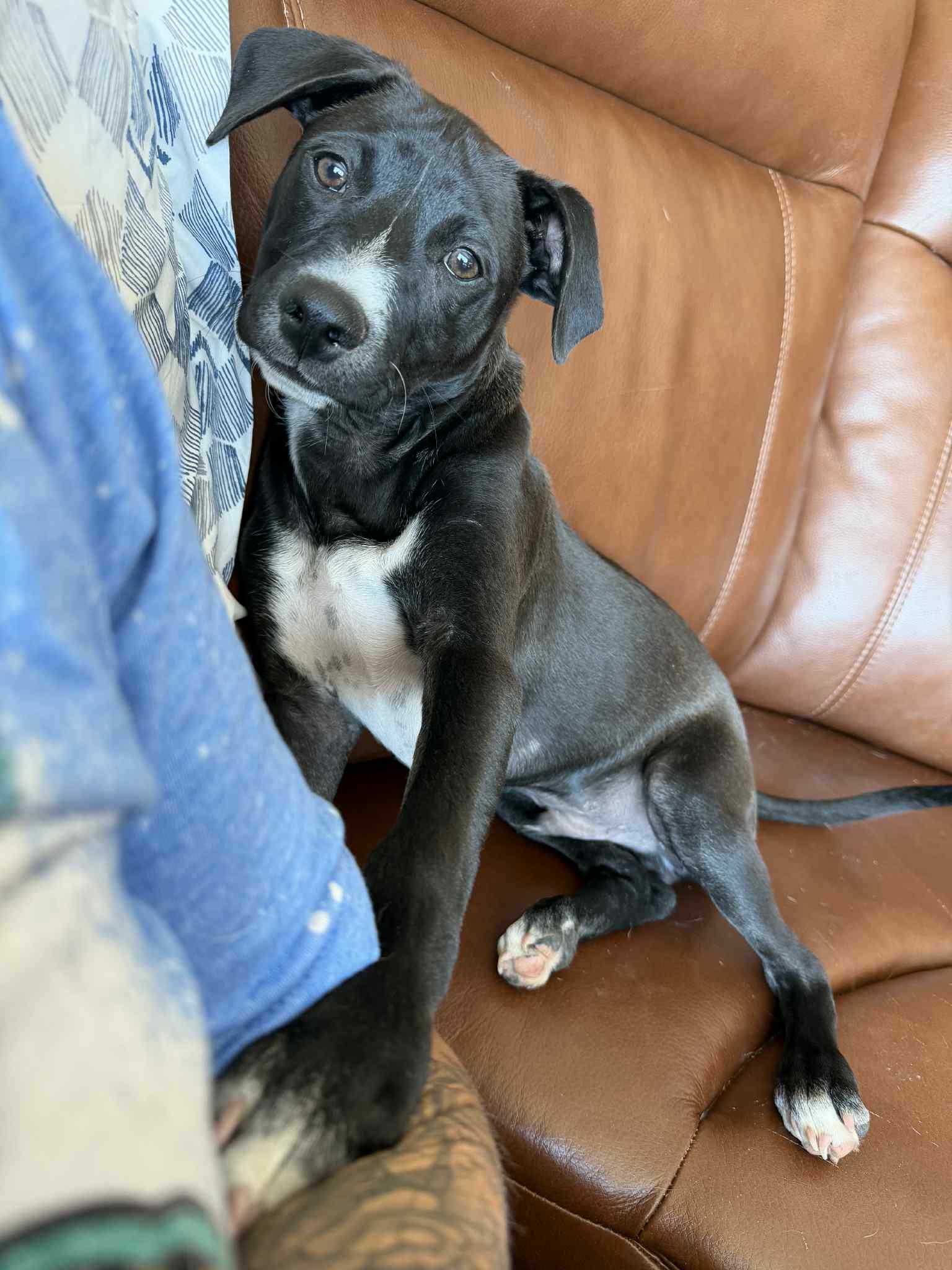 Enlarge Bruno, an adoptable mixed breed in Niagara Falls, NY image 2/6