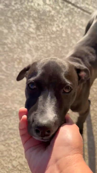 Enlarge Bruno, an adoptable mixed breed in Niagara Falls, NY video 6/6