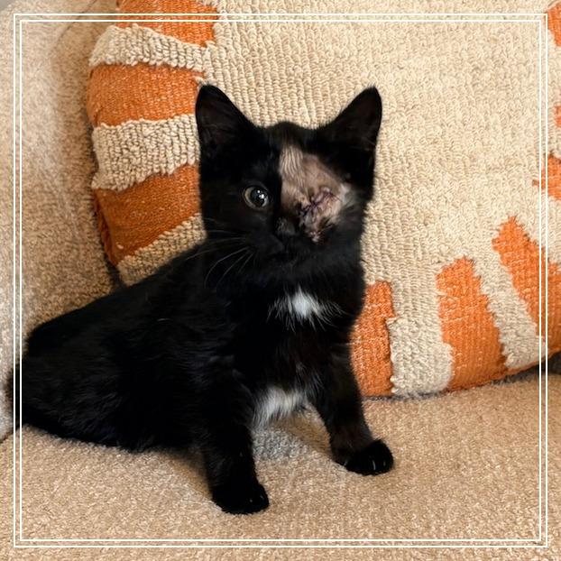 America, a Adoptable Domestic Medium Hair in Baltimore, MD image 2/5