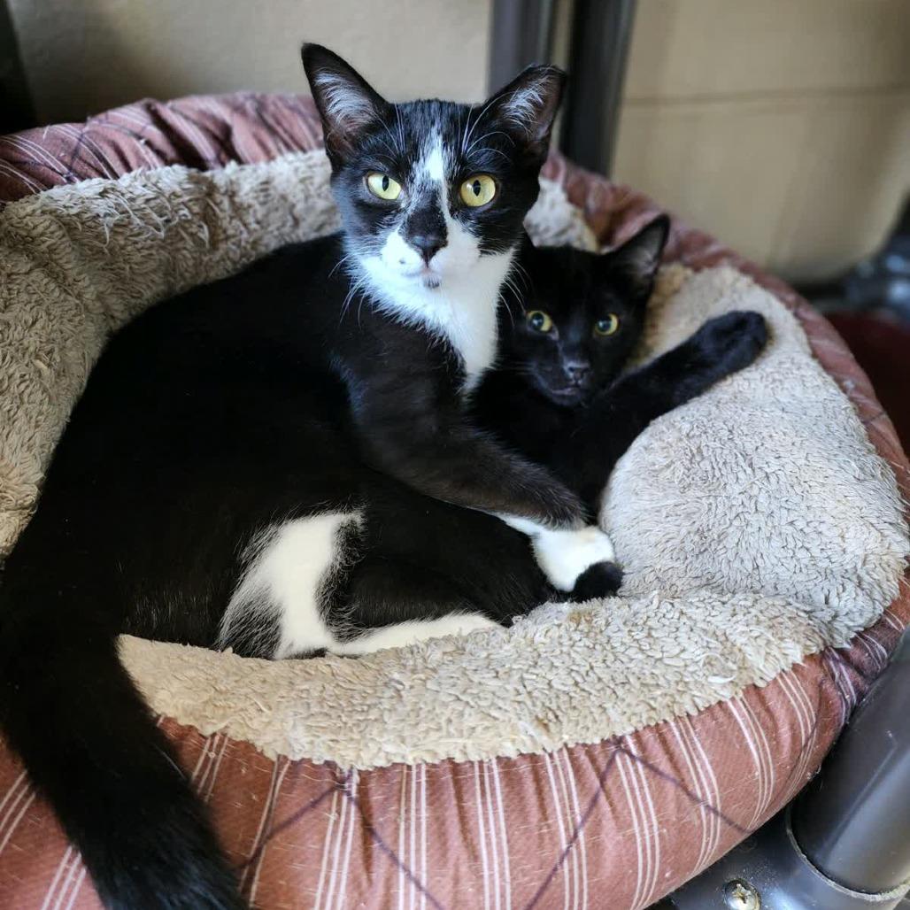 Habanero, Adoptable, Young Male Domestic Short Hair.