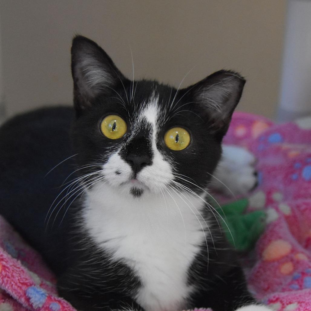 Habanero, a Adoptable Domestic Short Hair in Columbus, NC image 1/6