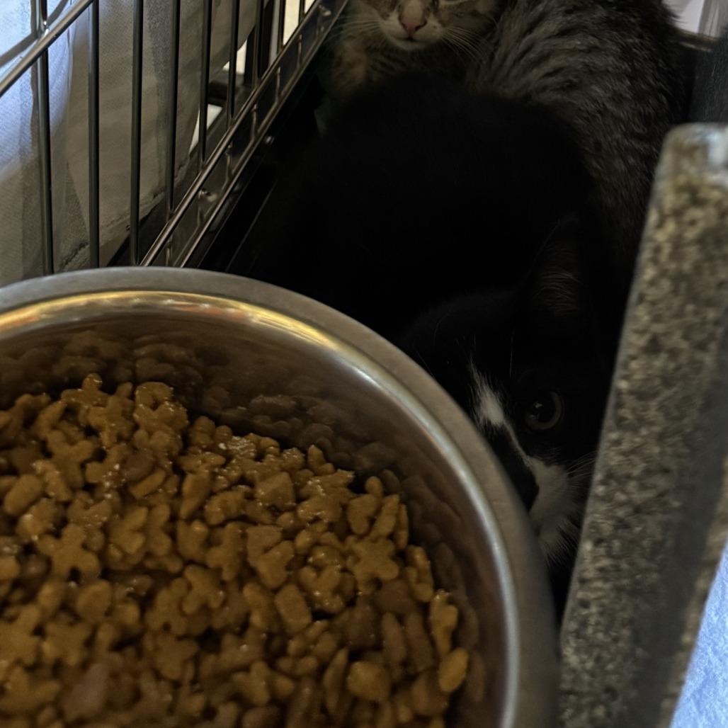 Habanero, a Adoptable Domestic Short Hair in Columbus, NC image 2/6