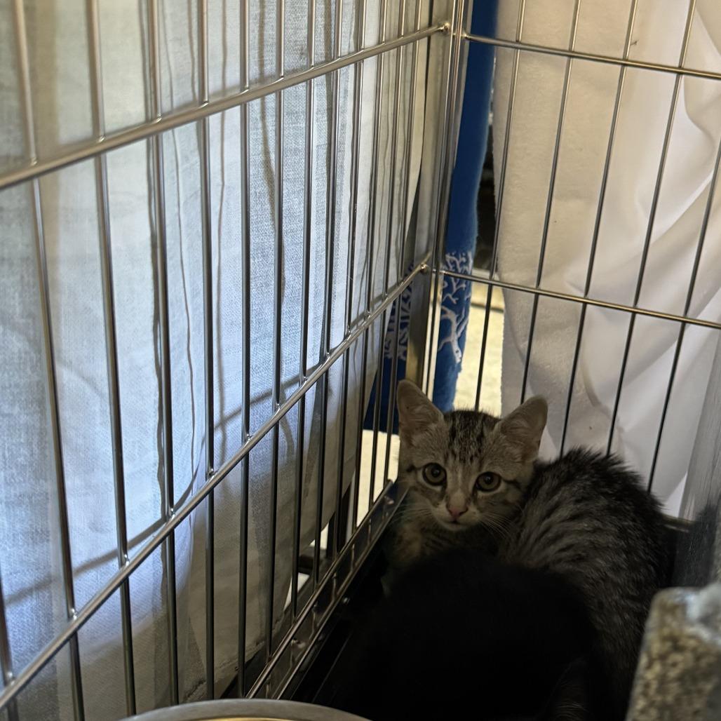 Habanero, a Adoptable Domestic Short Hair in Columbus, NC image 3/6