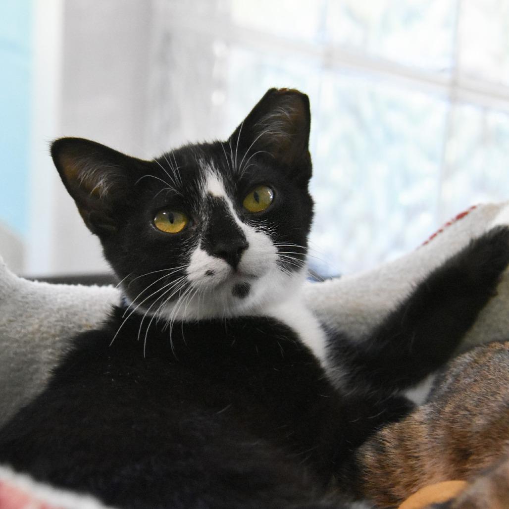 Habanero, a Adoptable Domestic Short Hair in Columbus, NC image 4/6