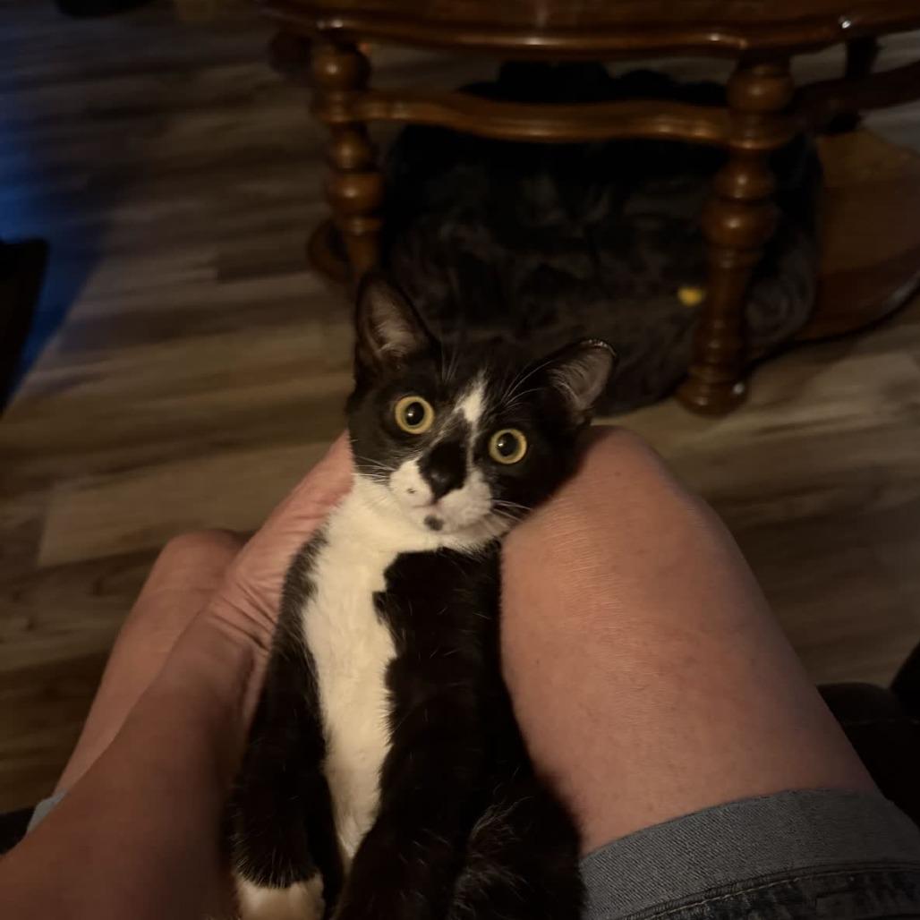 Habanero, a Adoptable Domestic Short Hair in Columbus, NC image 5/6