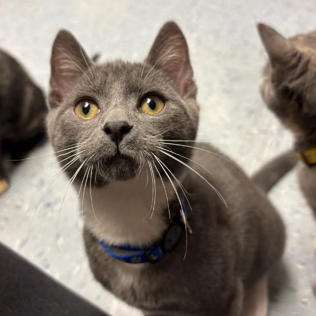 Koopa, Adoptable, Young Male Domestic Short Hair.