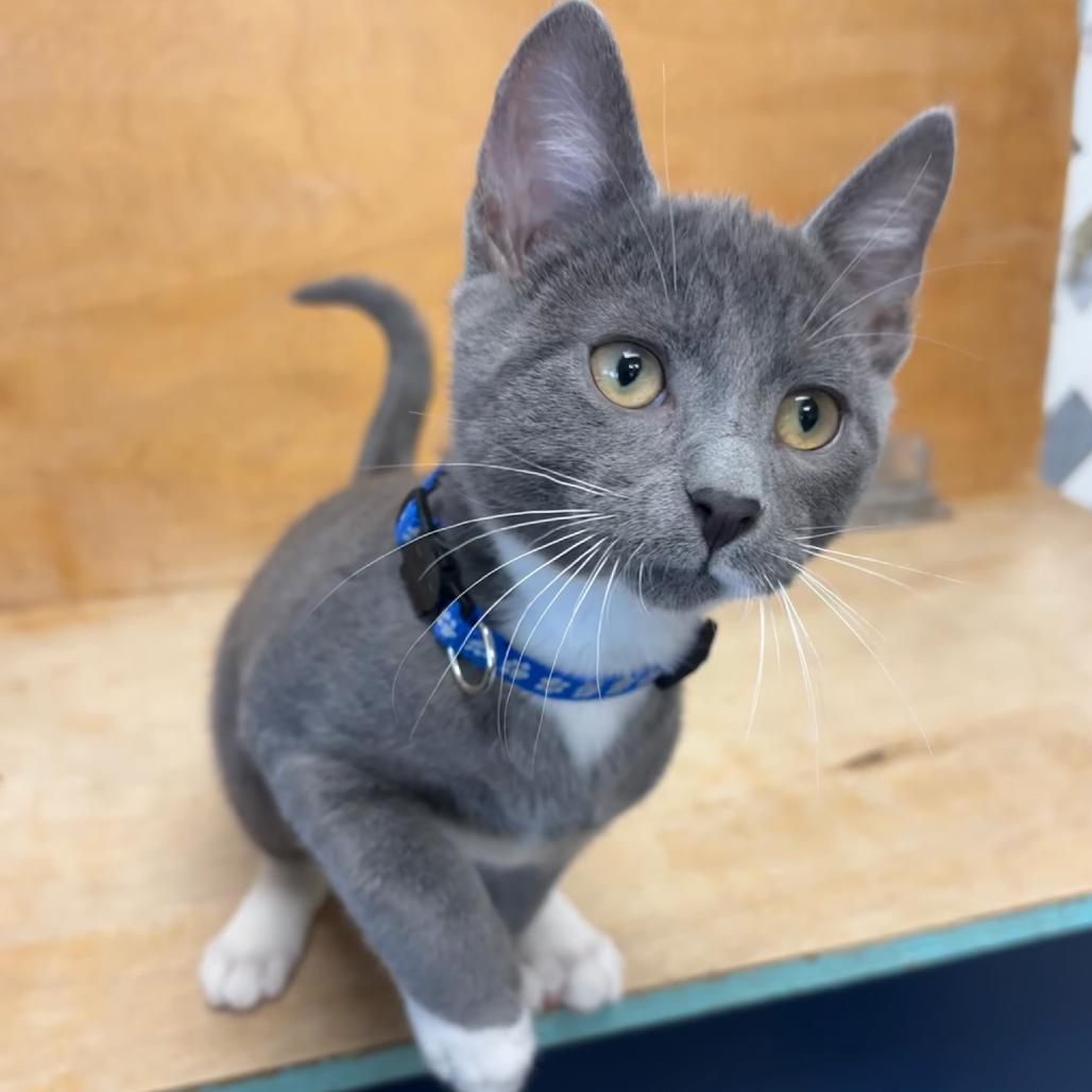 Koopa, a Adoptable Domestic Short Hair in Hopewell, VA image 2/6