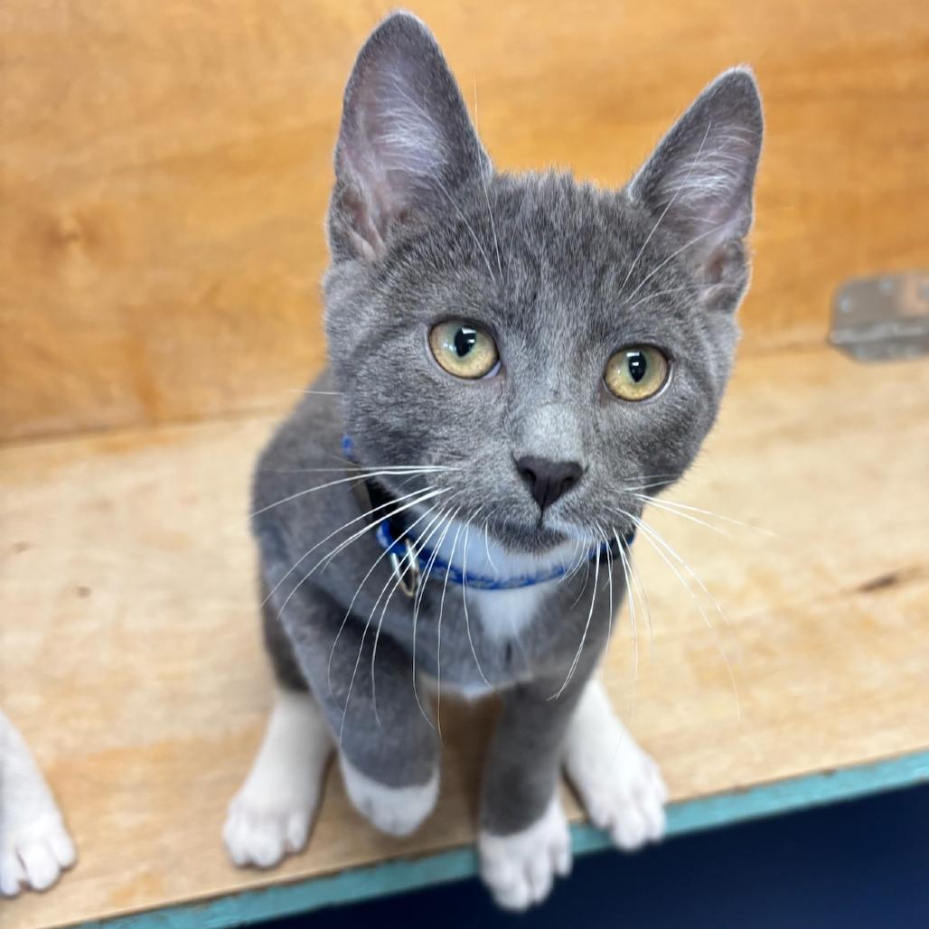 Koopa, a Adoptable Domestic Short Hair in Hopewell, VA image 3/6