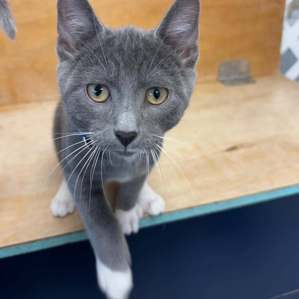 Koopa, a Adoptable Domestic Short Hair in Hopewell, VA image 4/6