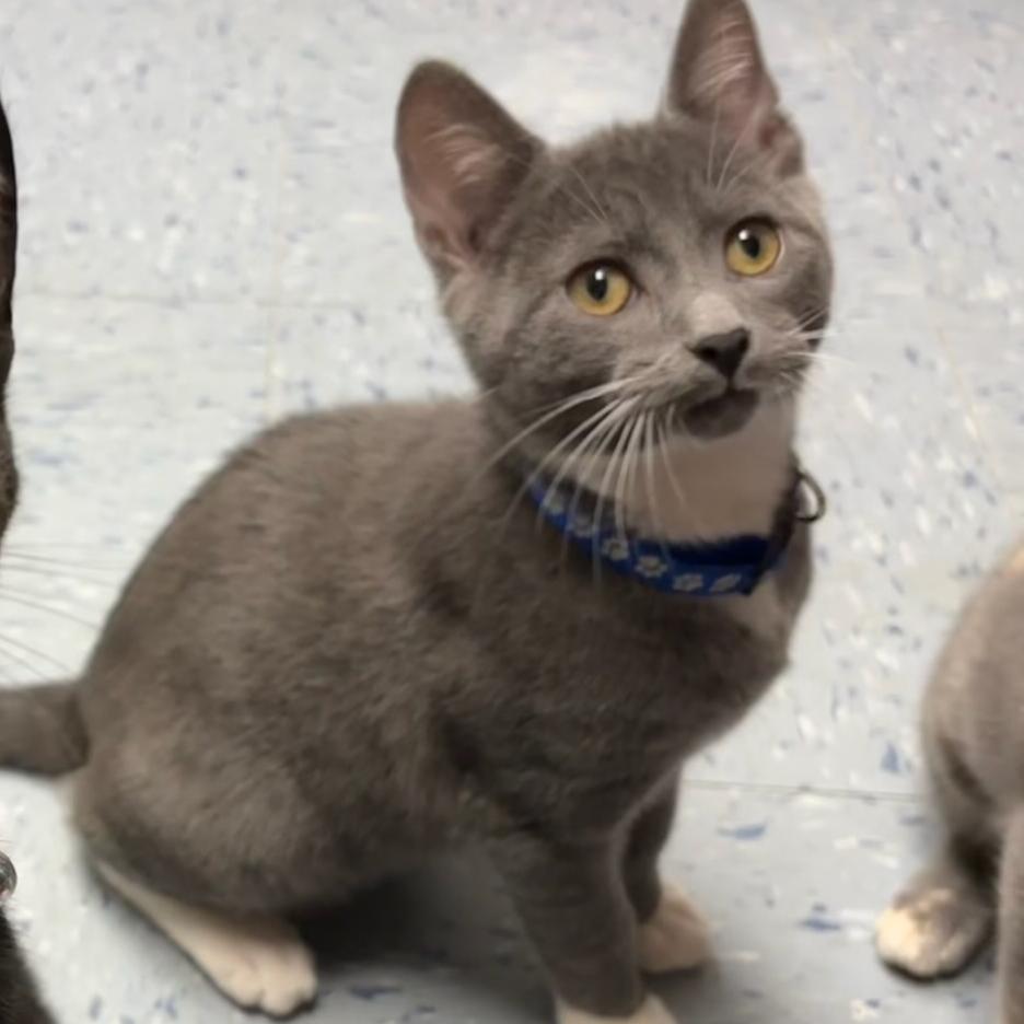 Koopa, a Adoptable Domestic Short Hair in Hopewell, VA image 5/6