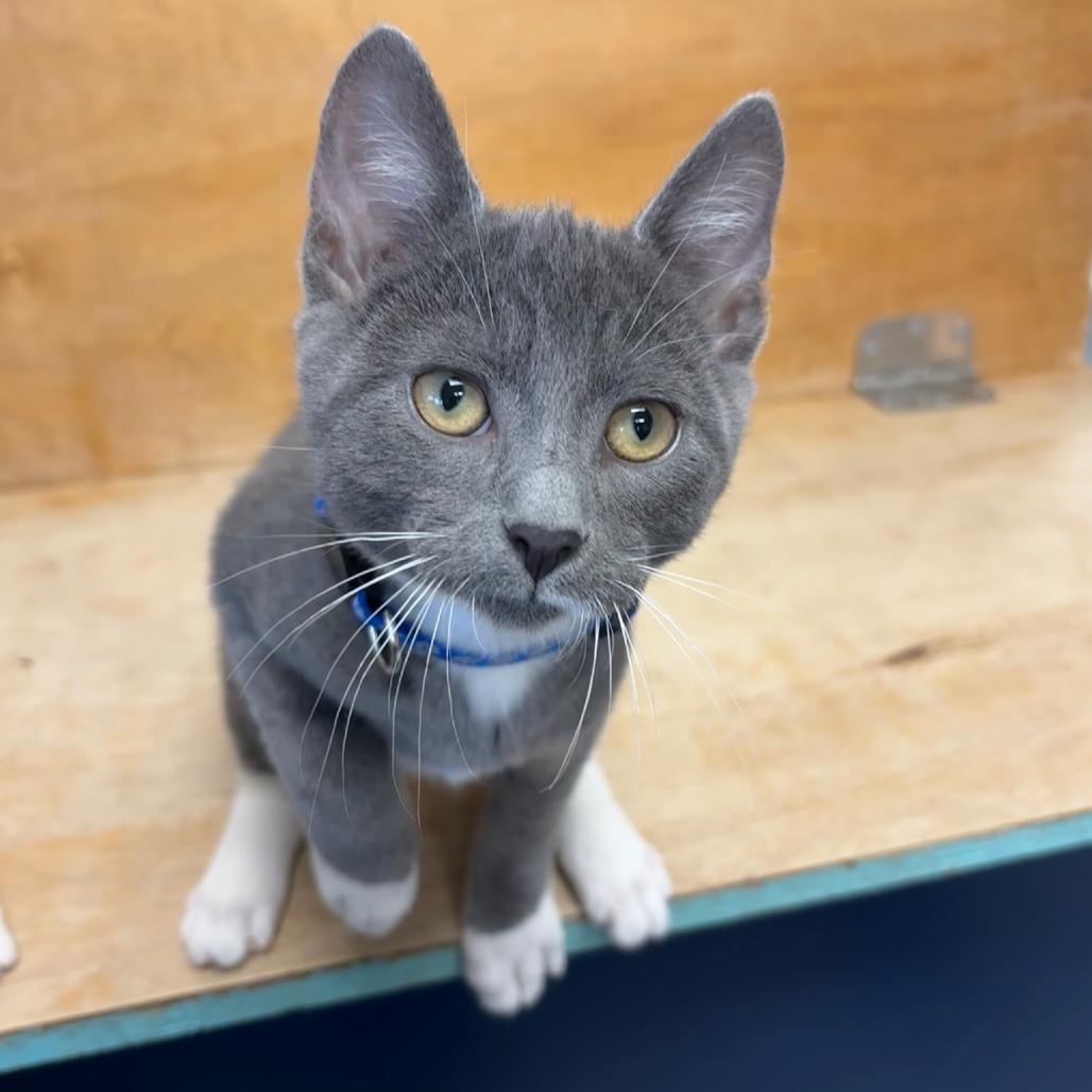 Koopa, a Adoptable Domestic Short Hair in Hopewell, VA image 6/6