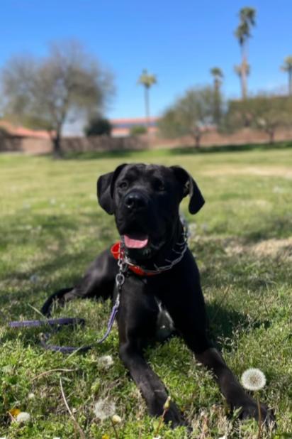 Dr Dre, Adopted, Adult Male Mastiff & Great Dane.