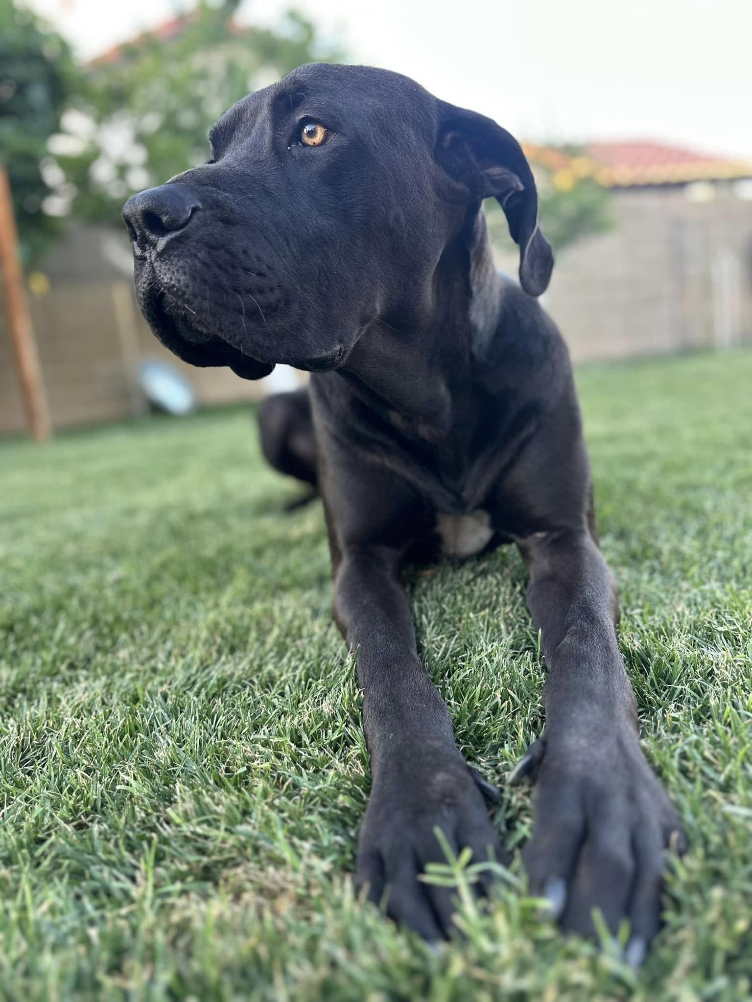 Enlarge Dr Dre, a Adopted mixed breed in Mesa, AZ image 2/6