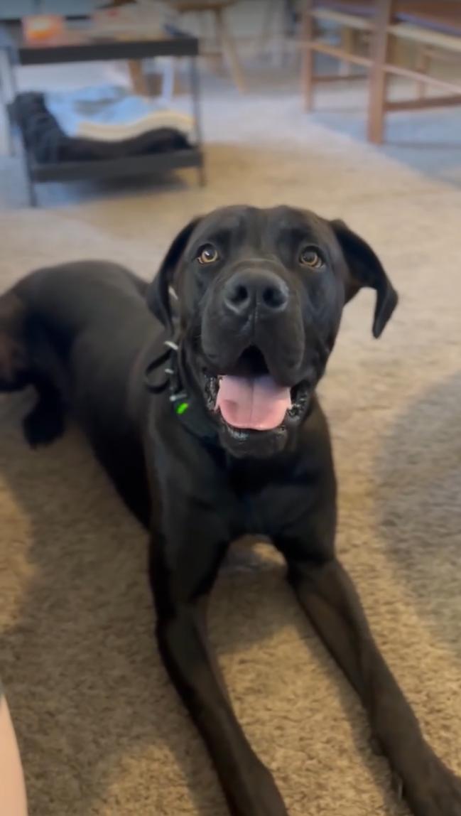 Enlarge Dr Dre, a Adopted mixed breed in Mesa, AZ image 4/6