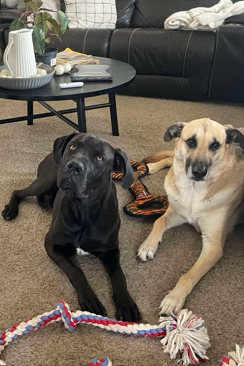 Enlarge Dr Dre, a Adopted mixed breed in Mesa, AZ image 5/6