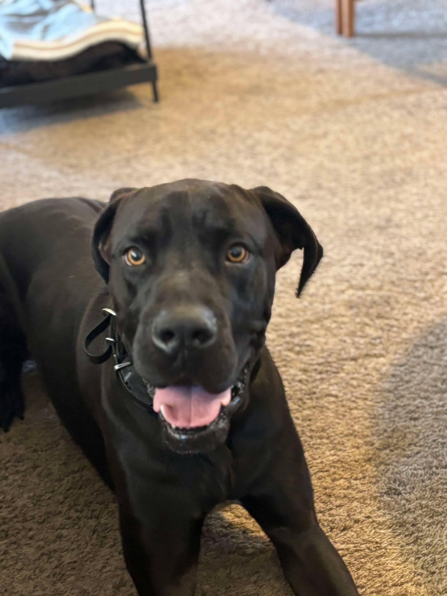 Enlarge Dr Dre, a Adopted mixed breed in Mesa, AZ image 6/6