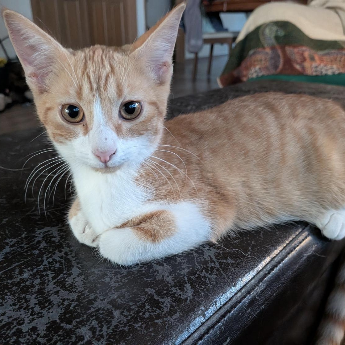 Curtis, Adoptable, Kitten Male American Shorthair.