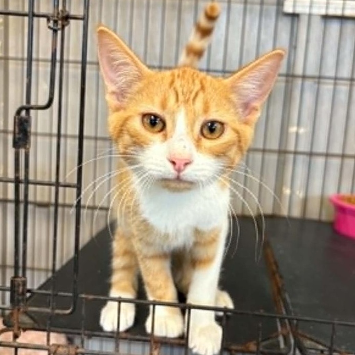 Enlarge Curtis, a Adoptable American Shorthair in Plymouth, MN image 2/2