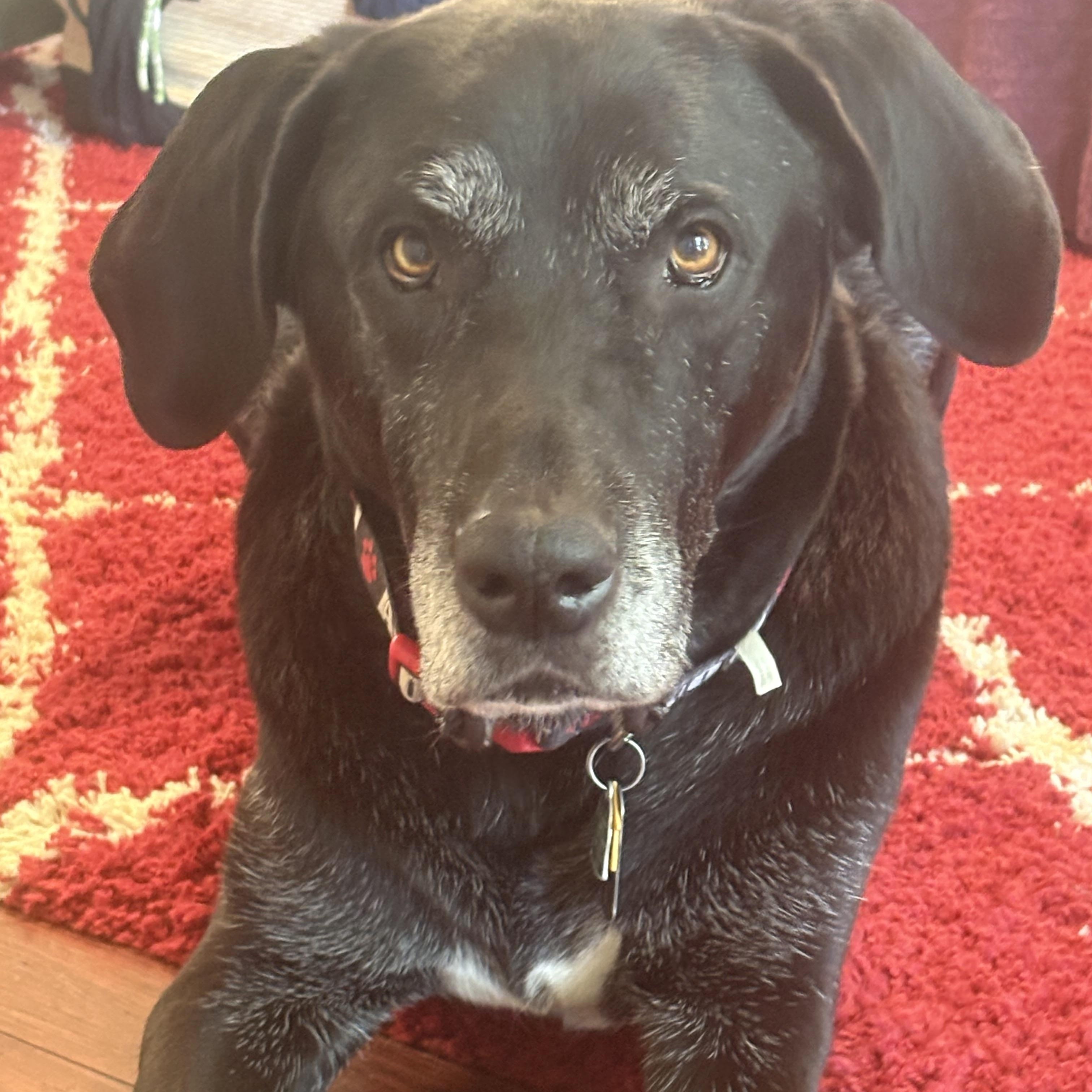 Enlarge Kiryu, a Adoptable mixed breed in Cross Roads, TX image 2/6