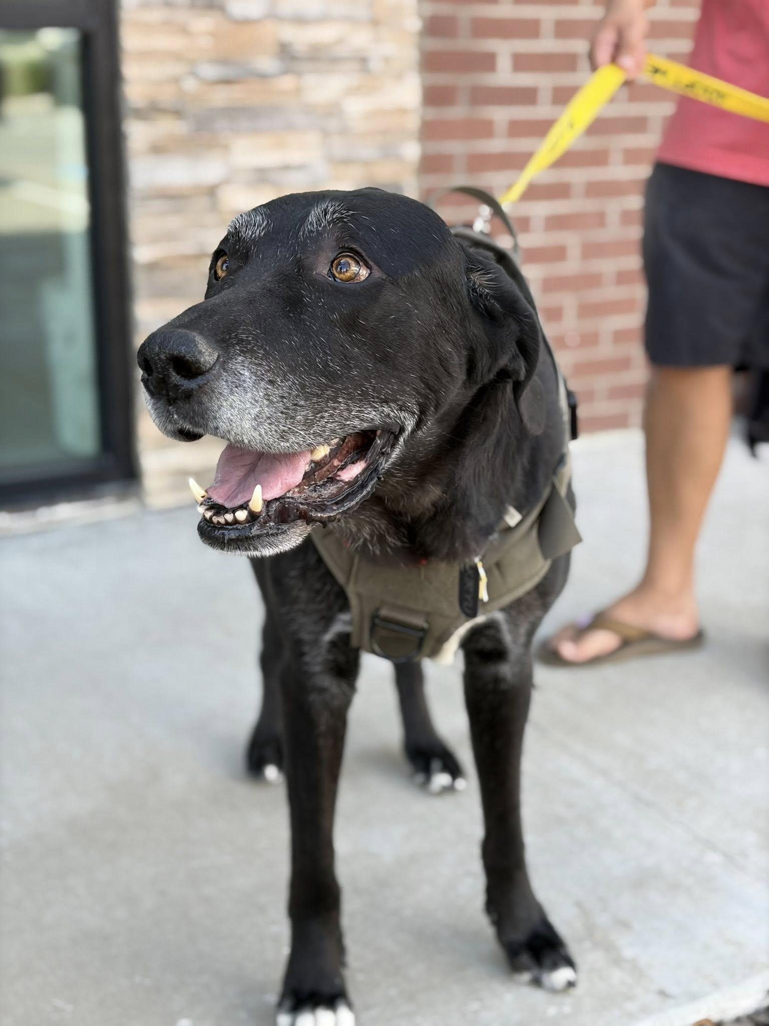 Enlarge Kiryu, a Adoptable mixed breed in Cross Roads, TX image 6/6