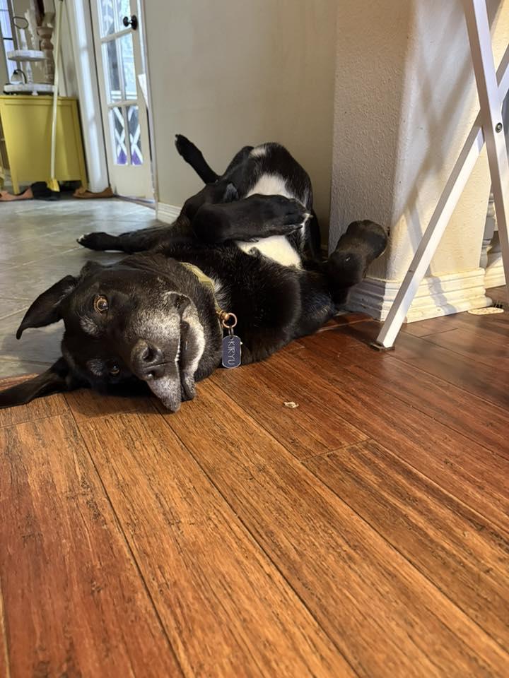 Enlarge Kiryu, a Adoptable mixed breed in Cross Roads, TX image 5/6