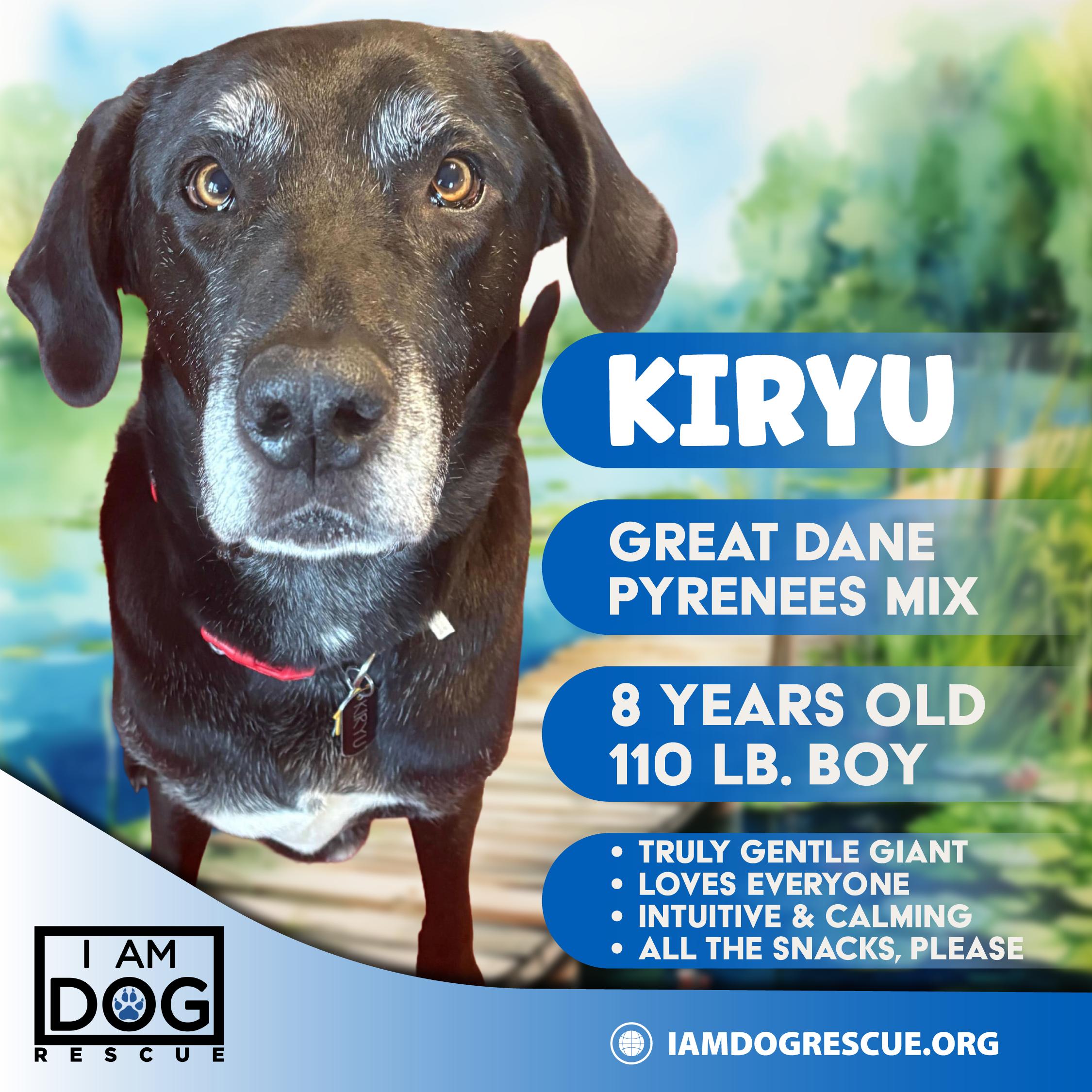 Kiryu, Adoptable, Senior Male Great Dane & Great Pyrenees.
