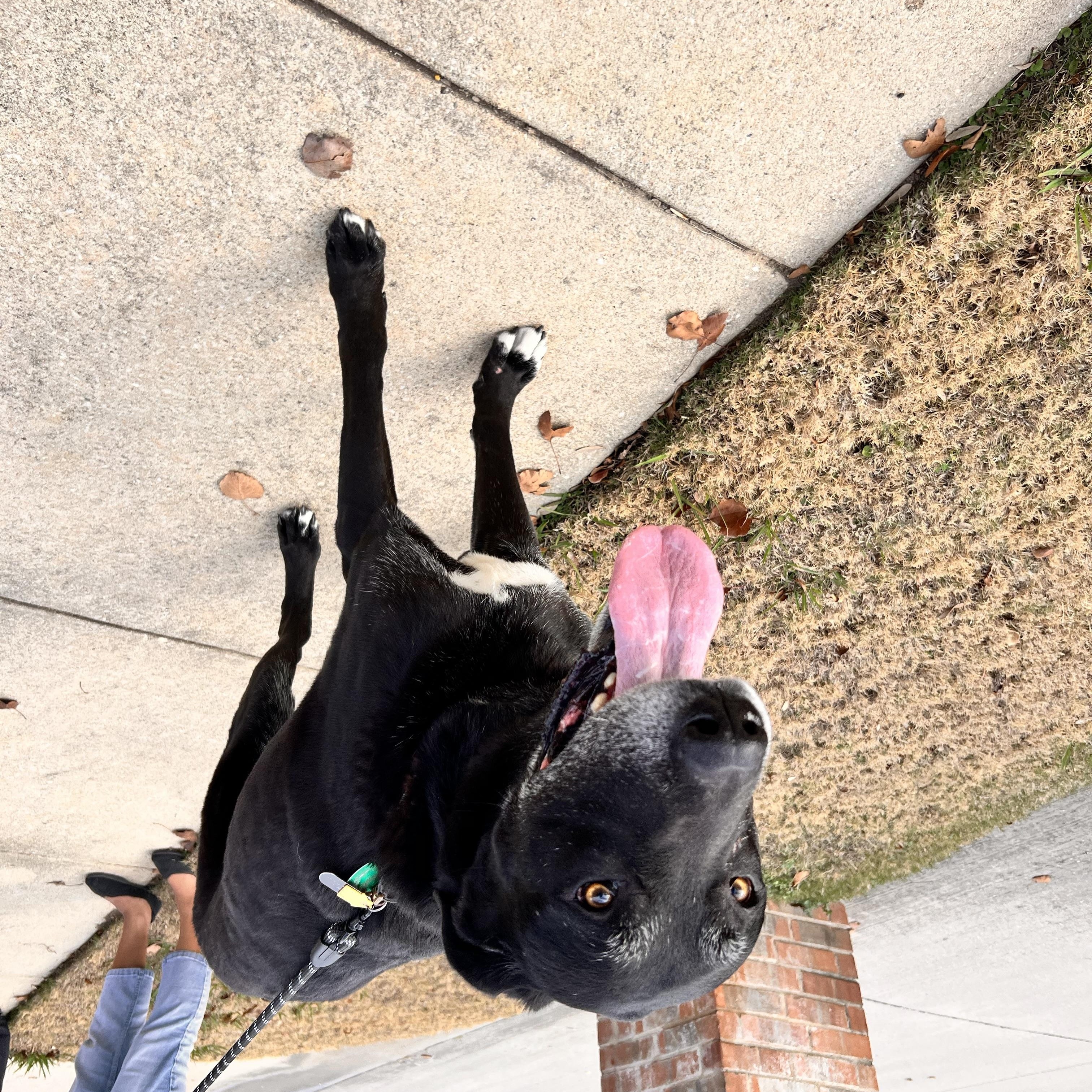 Enlarge Kiryu, a Adoptable mixed breed in Cross Roads, TX image 4/6