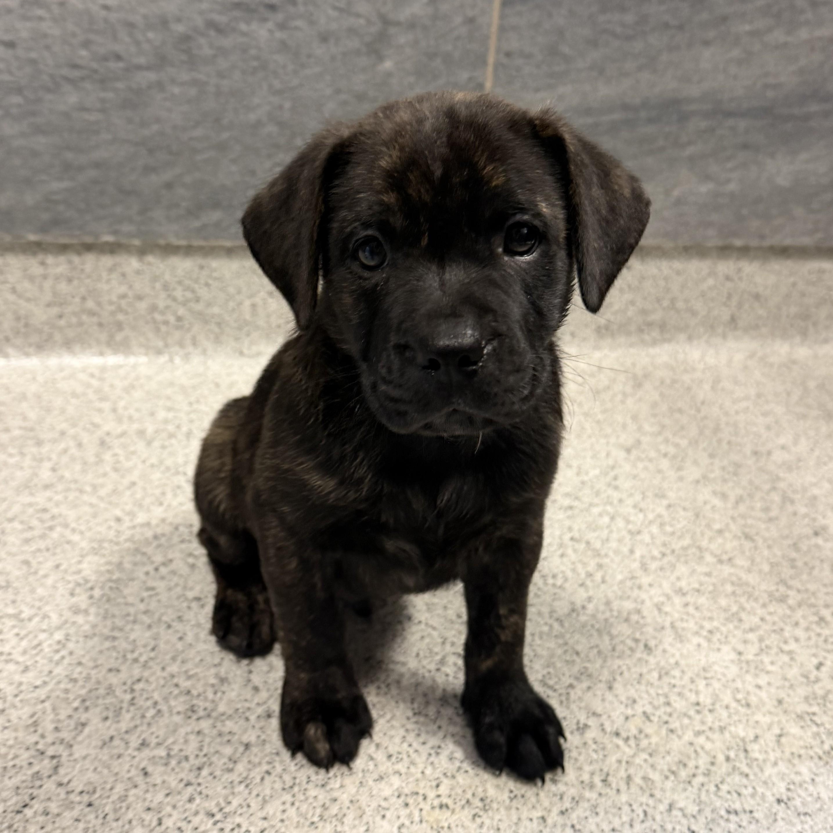 Duke, adopted, Puppy Male Mixed Breed.