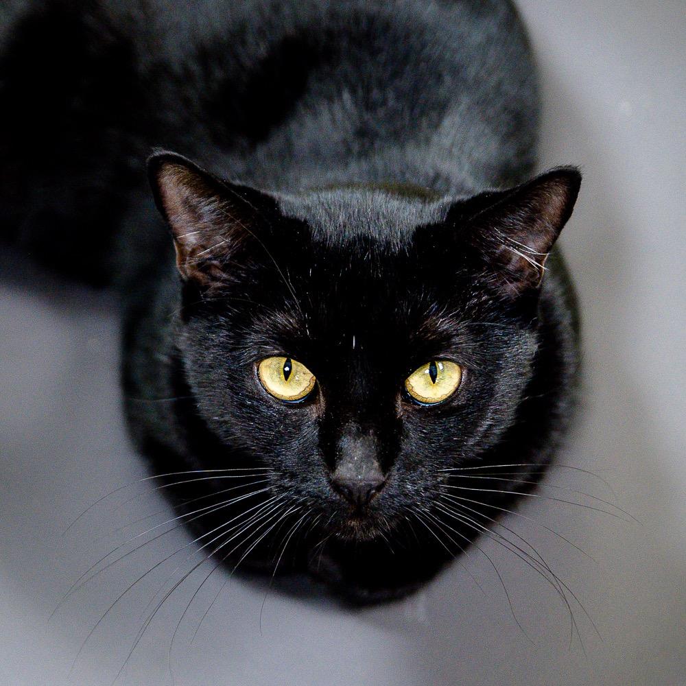 Enlarge Toothless, a Adoptable mixed breed in Saint Petersburg, FL image 1/2