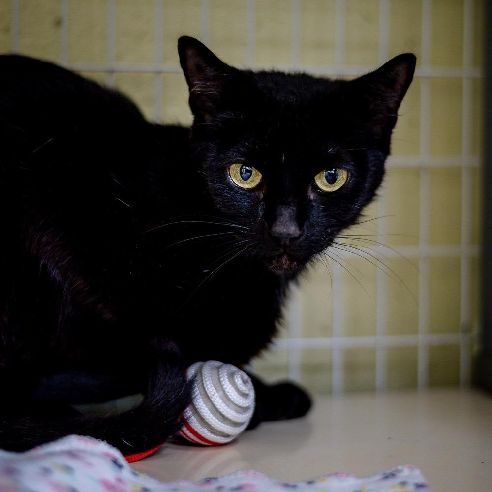 Enlarge Toothless, a Adoptable mixed breed in Saint Petersburg, FL image 2/2