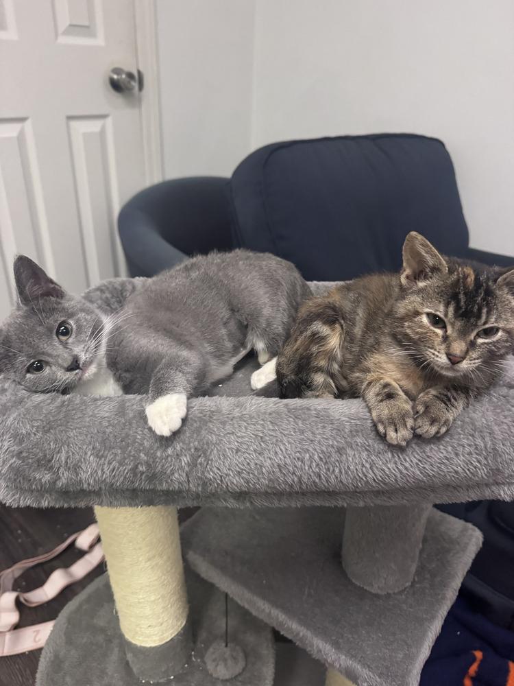 Louise #3, Adoptable, Kitten Female Domestic Short Hair.
