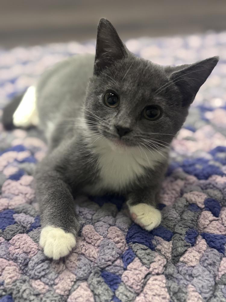 Enlarge Louise #3, a Adoptable Domestic Short Hair in Westfield, WI image 2/2